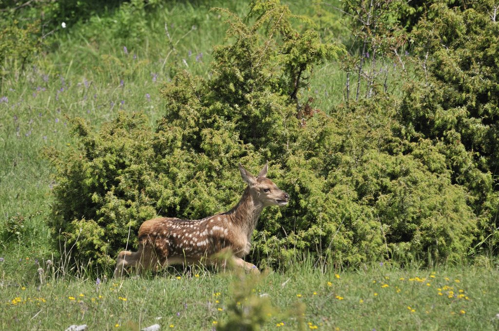 Cuccioli  (fotoracconto)